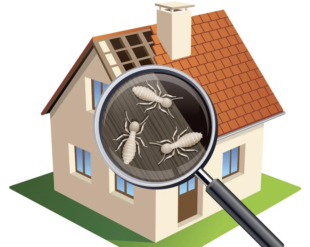 What Do Termite Inspectors Look For? (Complete Home Inspection Checklist 2026)